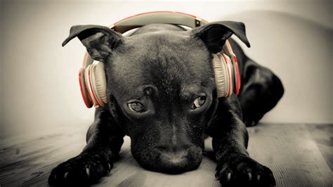 do dogs like music? do they prefer classical over pop?